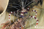 banded coral shrimp