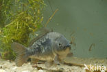 Karper (Cyprinus carpio) 