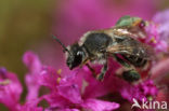 Kattenstaartdikpoot (Melitta nigricans)