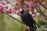 Kauw (Corvus monedula)