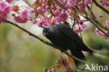 Kauw (Corvus monedula)