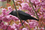 Kauw (Corvus monedula)