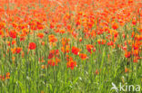 Klaproos (Papaver spec.)