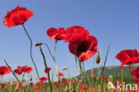 Klaproos (Papaver spec.)