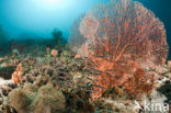 Kleine koraalmeerval (Plotosus lineatus)
