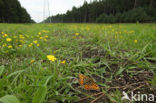 Queen of Spain Fritillary (Issoria lathonia)