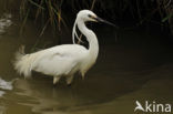 Kleine Zilverreiger (Egretta garzetta) 