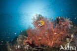 Sunburst butterflyfish