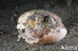 Kokosnoot-octopus (Octopus marginatus)