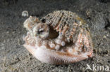 Kokosnoot-octopus (Octopus marginatus)