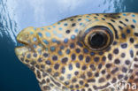 Blue-spotted spinefoot (Siganus corallinus)