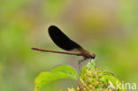 Mediterranean Demoiselle (Calopteryx haemorrhoidalis)