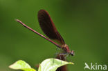 Mediterranean Demoiselle (Calopteryx haemorrhoidalis)