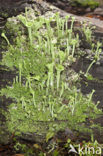 Kopjes-bekermos (Cladonia fimbriata)