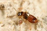 rove beetle