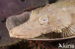 Crocodilefish (Cymbacephalus beauforti)