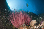 Longfin batfish (Platax teira)