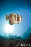 Longfin batfish (Platax teira)