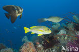 Longfin batfish (Platax teira)