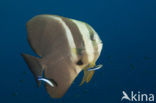 Longfin batfish (Platax teira)