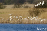 Lepelaar (Platalea leucorodia)