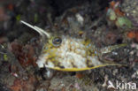 Longhorn cowfish (Lactoria cornuta)