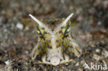 Longhorn cowfish (Lactoria cornuta)