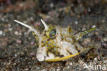 Longhorn cowfish (Lactoria cornuta)