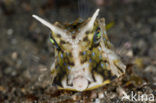 Longhorn cowfish (Lactoria cornuta)