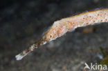 longsnouted pipefish (Trachyrhamphus longirostris)