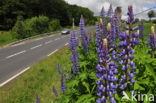 Lupine (Lupinus spec.)