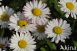 Madeliefje (Bellis perennis)