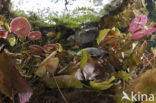 Mesoamerican Slider (Trachemys scripta venusta)