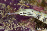 Messmate pipefish (Corythoichthys haematopterus)