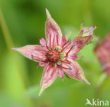 Moerasaardbei (Rubus chamaemorus)