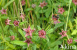 Moerasaardbei (Rubus chamaemorus)