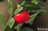 Muizendoorn (Ruscus aculeatus)