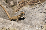 Wall Lizard (Podarcis muralis)