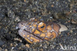 Napoleon snake eel (Ophichthus bonaparti)