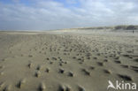 Nationaal Park Duinen van Texel 