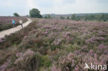 National Park Sallandse Heuvelrug