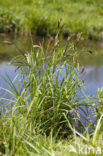 Oeverzegge (Carex riparia)