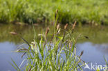 Oeverzegge (Carex riparia)