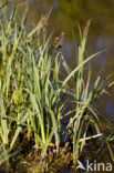 Oeverzegge (Carex riparia)