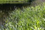 Oeverzegge (Carex riparia)