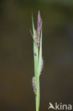 Oeverzegge (Carex riparia)