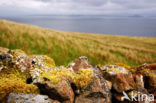 Old Man of Storr