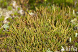 Organ-pipe lichen (Cladonia crispata)