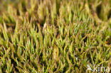 Open heidestaartje (Cladonia crispata) 