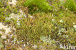 Open heidestaartje (Cladonia crispata) 